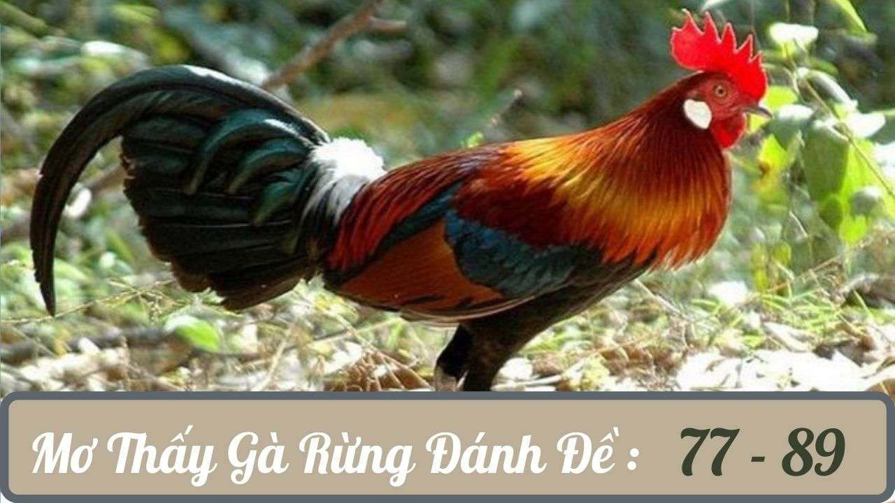Mo Thay Ga Rung Danh De So May Nằm mơ thấy gà rừng chốt số con gì vào bờ nhanh